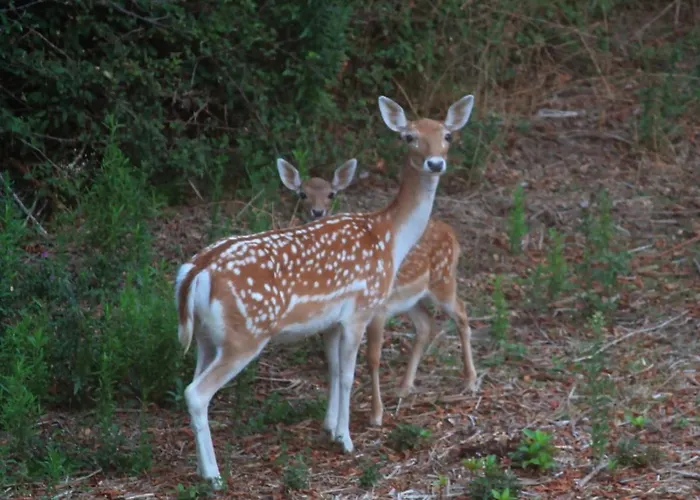 Stefano Bed & Breakfast Neirone